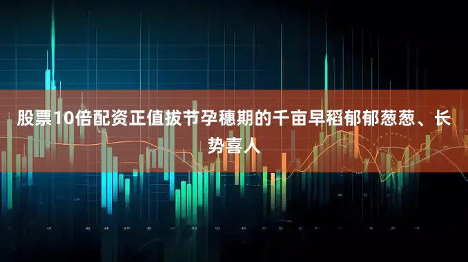 股票10倍配资正值拔节孕穗期的千亩早稻郁郁葱葱、长势喜人
